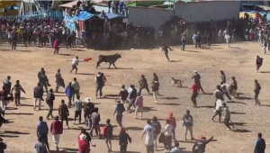 На фестивале корриды в Перу пострадали 11 человек