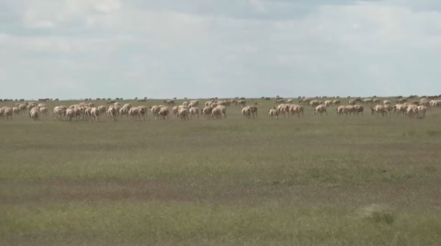 Свыше тысячи туш сайгаков утилизировали в ЗКО с начала года