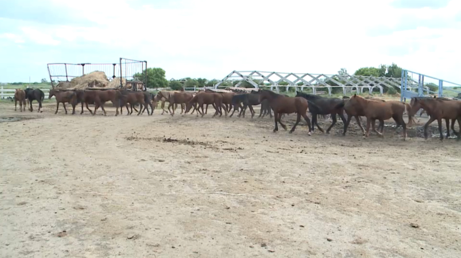 Заболеваемость животных в РК сократилась почти на 50%