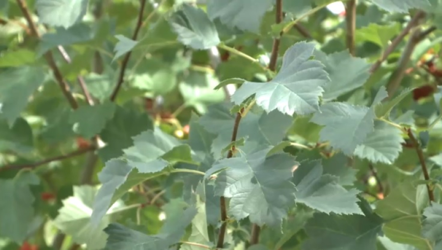 Экологи требуют учета зеленых насаждений