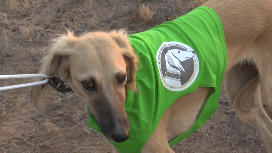 Қазақы тазының аңшылық қабілеті сыналды