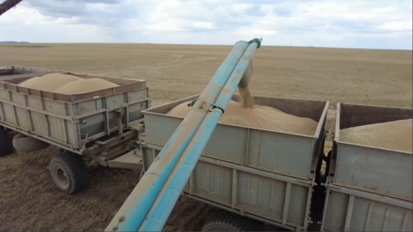 Дожди повлияли на качество зерна: мнение земледельцев
