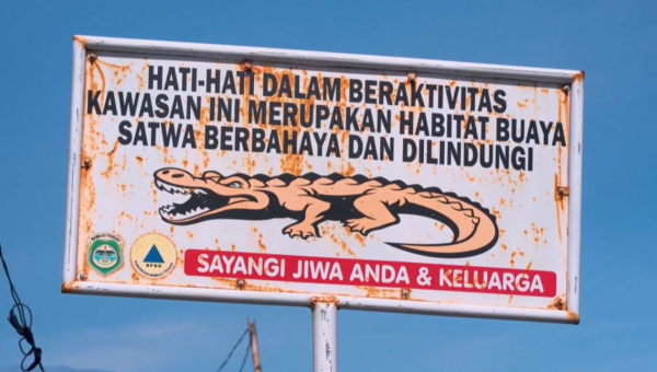 Индонезияда қолтырауындардың шабуылы жиіледі