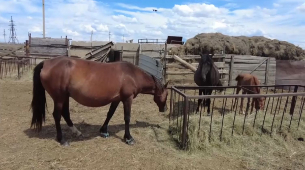 Қостанай облысында ата кәсіпке бет бұрғандар көбейді