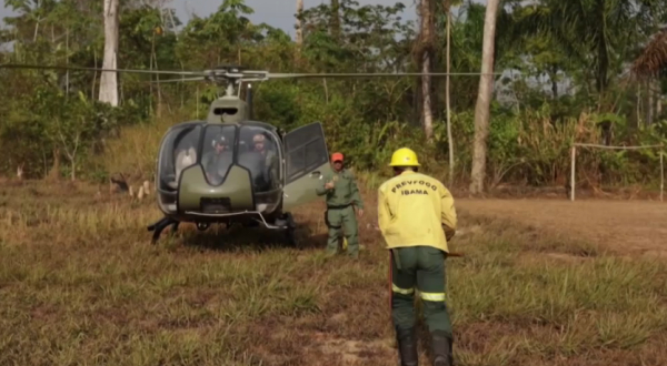 Бразилияда орман өртінен жануарлар қырылып жатыр