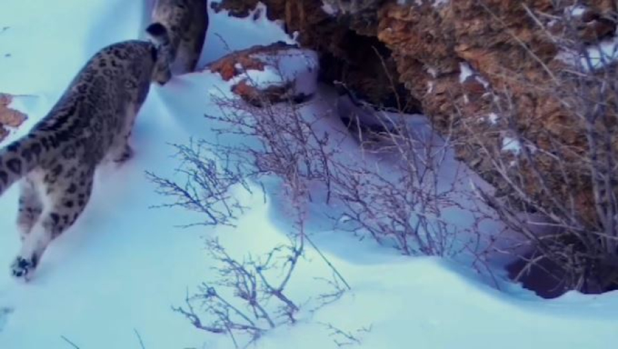 Популяция снежного барса выросла в Туркестанской области