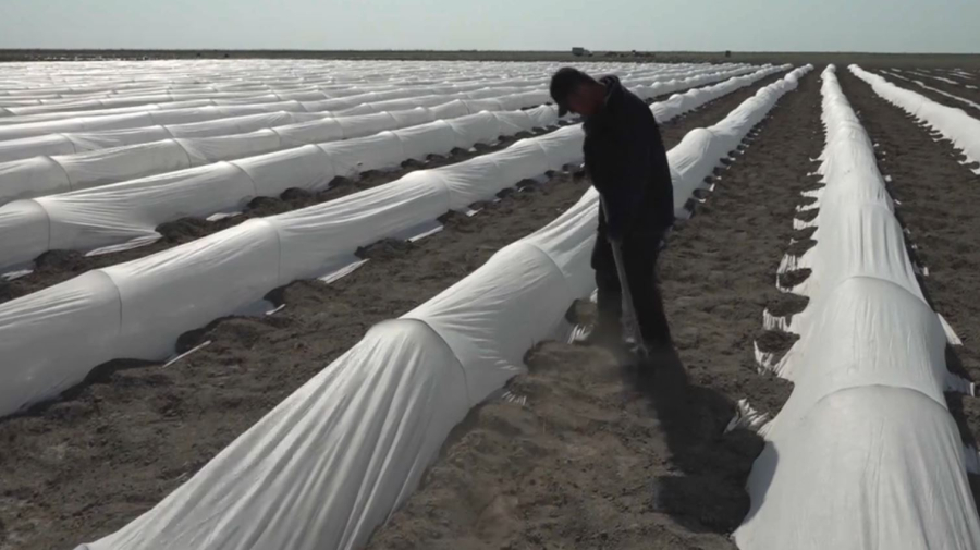 90% полей в Атырауской области перевели на водосберегающие технологии