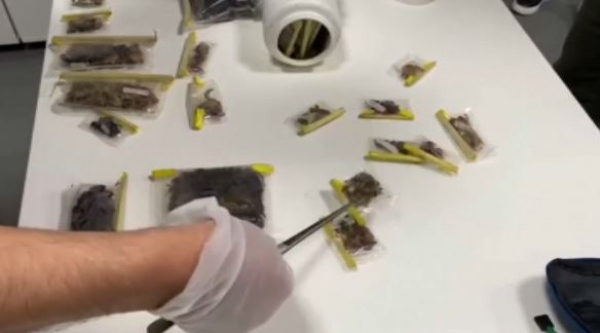 Сотрудник Американского музея пытался вывезти редких насекомых из Турции