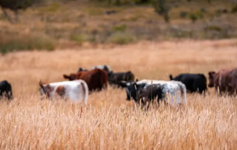 Серию краж скота на сумму более ₸11 млн раскрыли в ЗКО