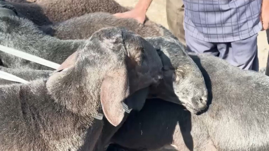 Өзбекстан құрбан айтқа дайындалып жатыр