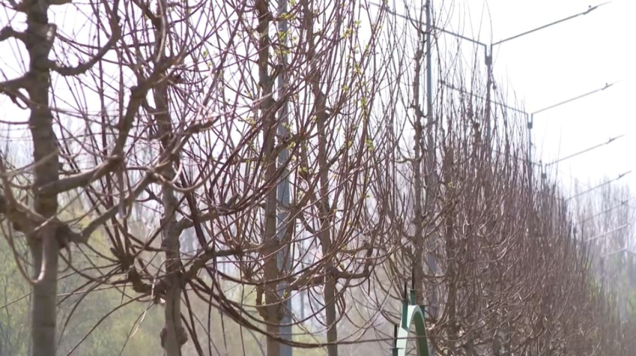 Свыше полумиллиона деревьев высадят в Алматы