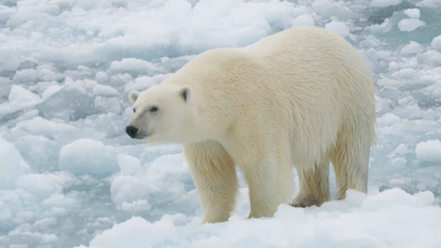 Ақ аюлар семіре бастады