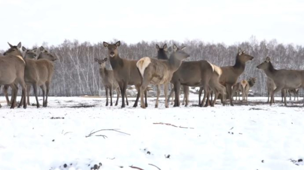 Өңірде 30 мыңға жуық жабайы жануар қорғауға алынған