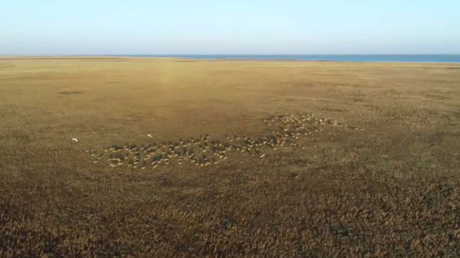 Сайгаки вытоптали тысячи гектаров посевов в Карагандинской области