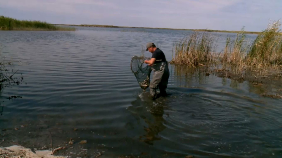 Более 10 млн мальков спасли в Кызылординской области