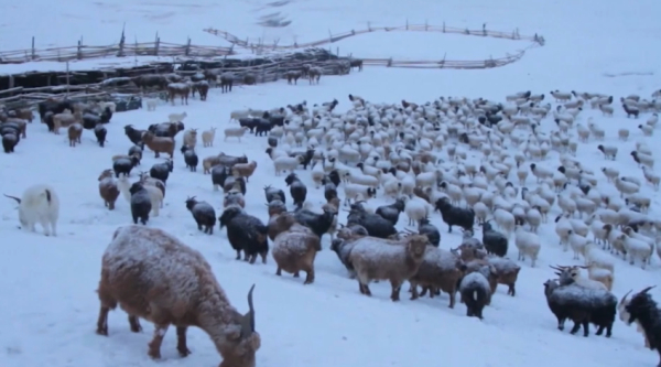Моңғолияда 1,5 миллион бас мал қырылып қалды