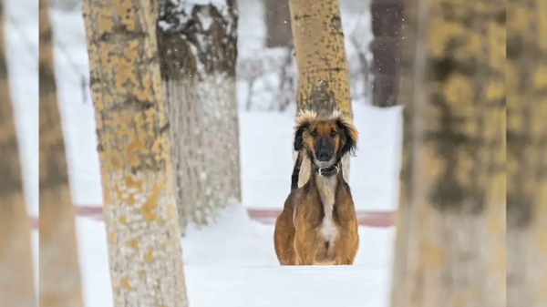 Тоқаевқа тарту етілген тазының фотосы мен видеосы жарияланды