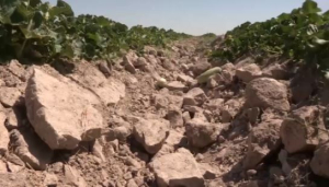 Как намерены бороться с засухой на юге Казахстана