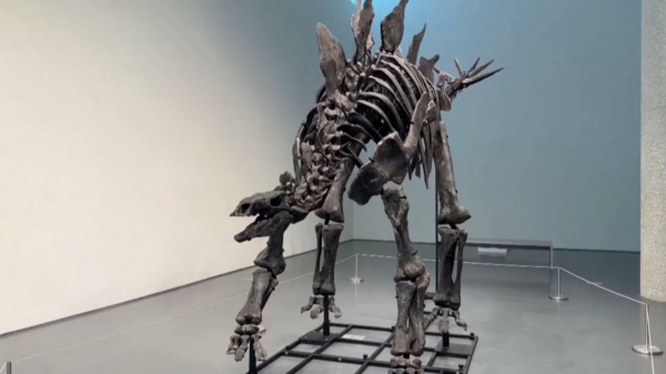 Нью-Йоркте алып аңның қаңқасы $44,6 млн сатылды