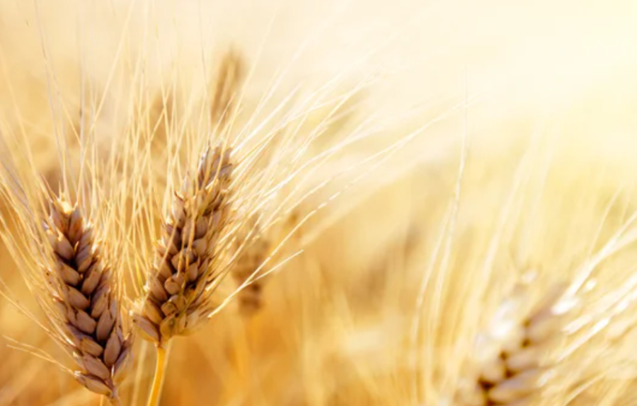 16,6 млн тонн зерновых намолочено в Казахстане