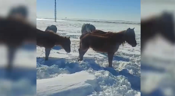 Ұлытау облысында қыстан қырылған жылқы көп