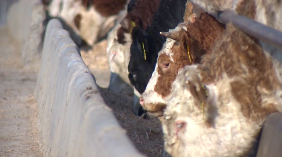 Казахстанцы стали есть меньше говядины