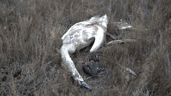 Маңғыстауда аққулар жаппай қырылып қалды