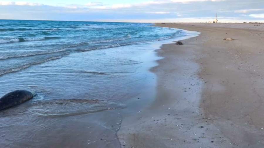 Каспий теңізінен экологтар зиянды зат таппады