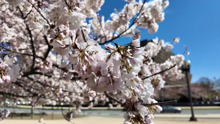 Вашингтонда сакура фестивалі өтіп жатыр
