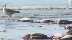 200 мёртвых птиц выбросило на пляжи города Кокимбо в Чили