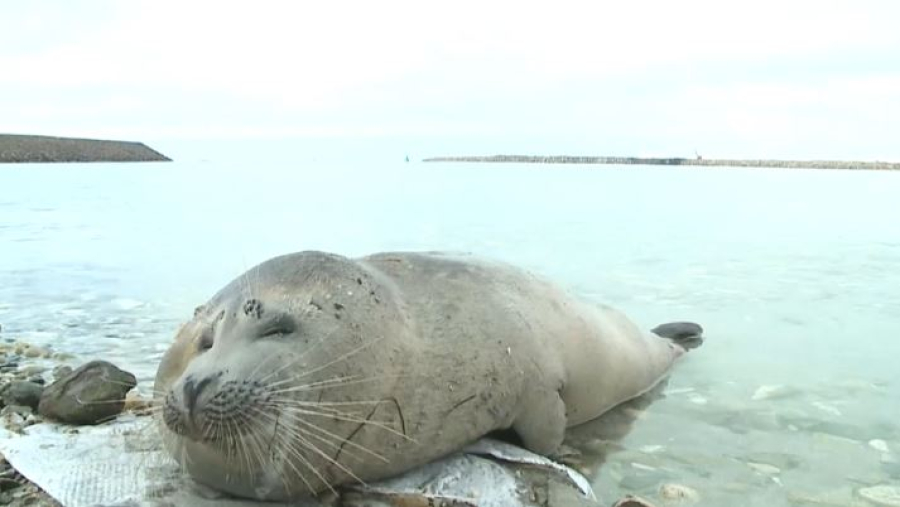 Останки 279 тюленей обнаружили на побережье Каспия