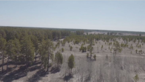 Охрану леса усилили в Павлодарской области