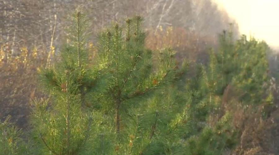 ₸21 млрд выделили на строительство лесных питомников в шести регионах страны