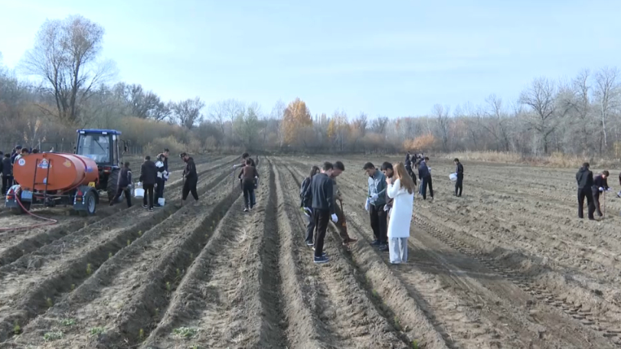 Пять тысяч сеянцев сосны высадили в Талдыкоргане