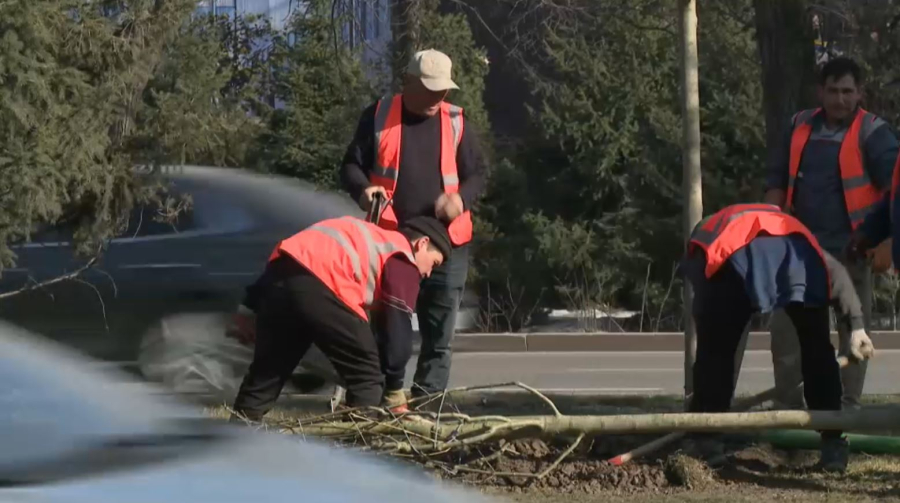 Использование крупномерных саженцев деревьев планируют в Алматы