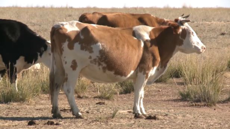 Поддержку хотят направить малым и средним хозяйствам