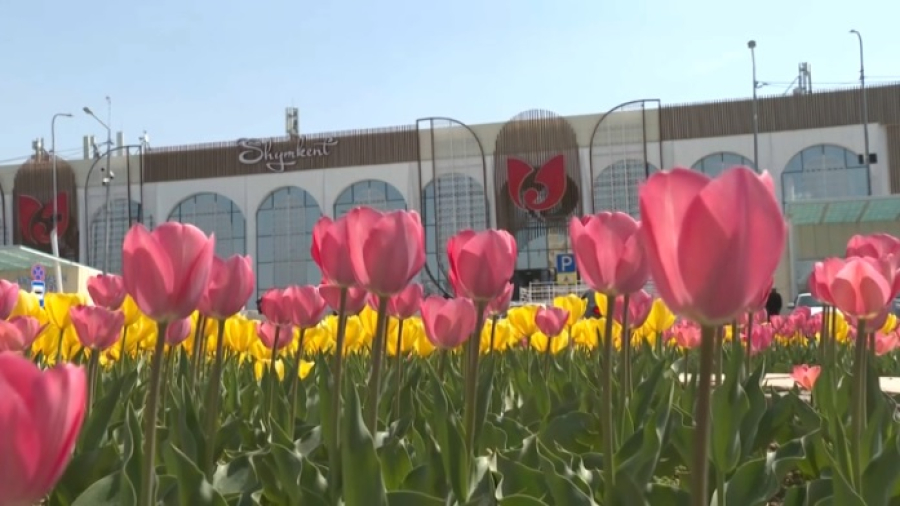 Более миллиона тюльпанов украсили улицы Шымкента