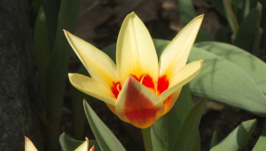 Редкий тюльпан зацвел в Ботаническом саду Алматы