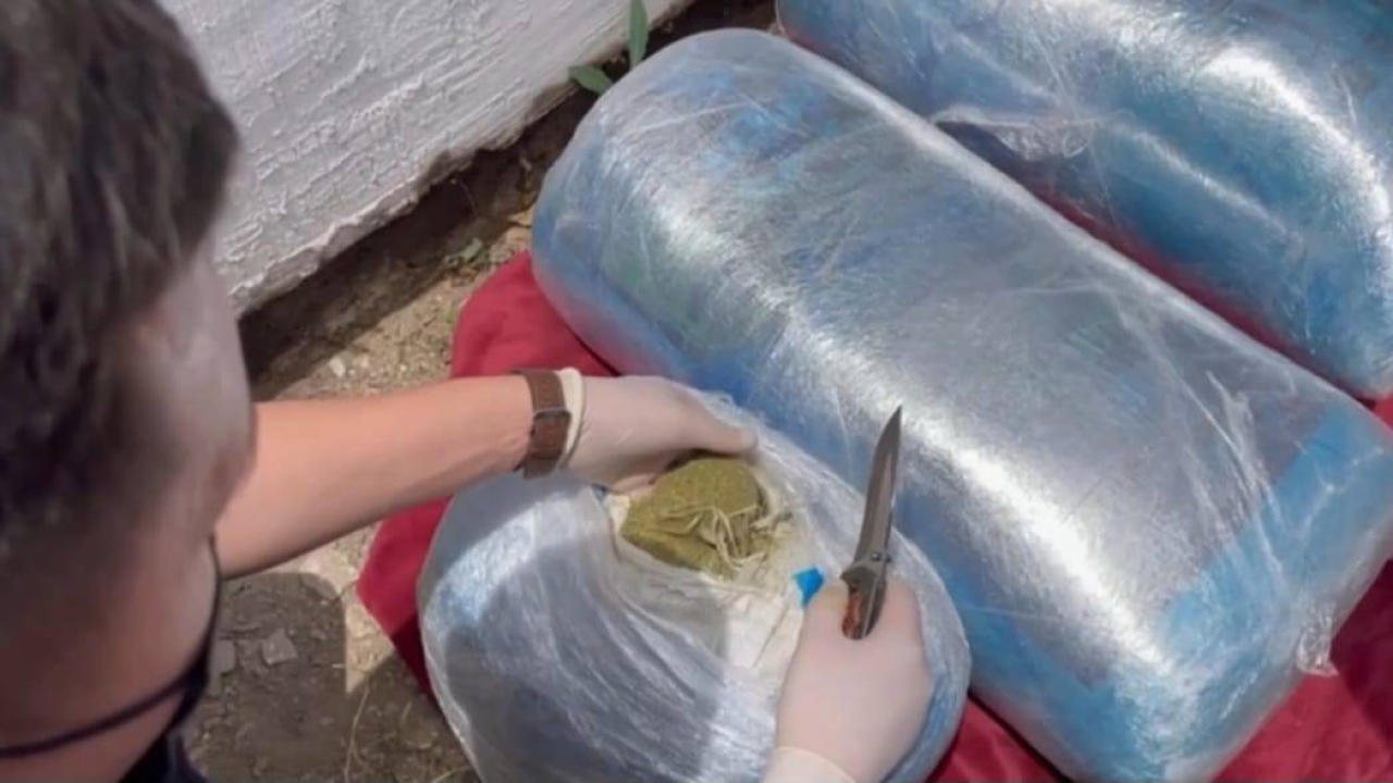 Свыше 100 кг марихуаны изъяли в области Абай