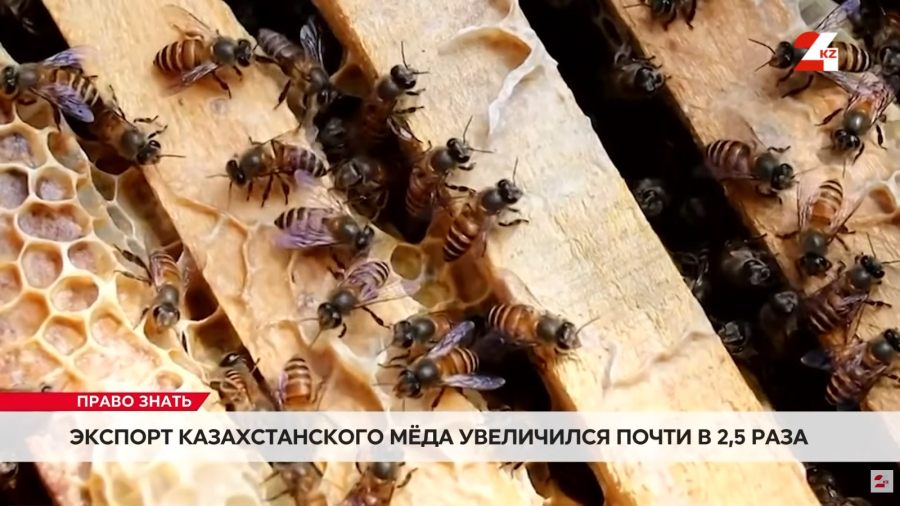 Почему европейцы переходят на казахстанский мёд?