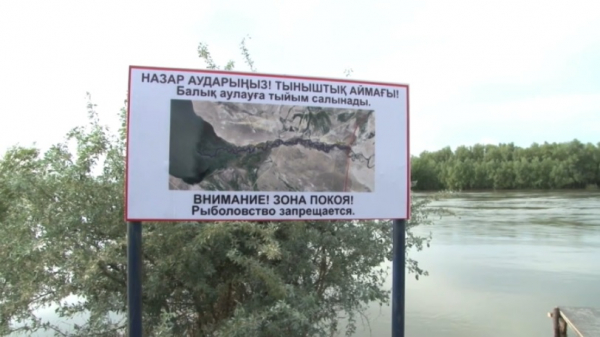 Сибирского осетра возвращают в воды Иртыша