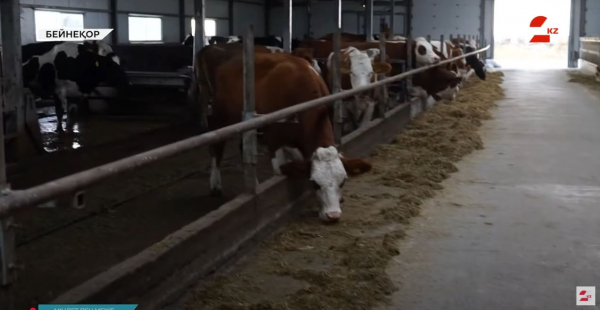 Ауыл шаруашылығы – экономиканың алтын қазығы