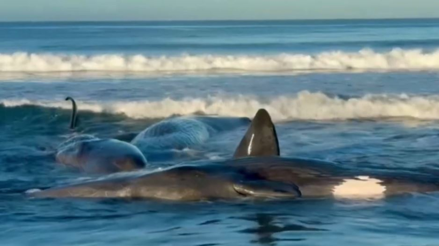 Китов выбросило на берег в Японии после цунами