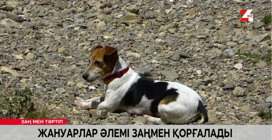 Жануарлар әлемі заңмен қорғалады