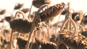 Урожай подсолнечника в Казахстане снизится в этом году