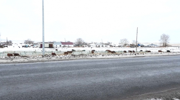 Абай облысында қараусыз малдың кесірінен көлік апаты көбейген