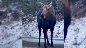 Елде құланмен қоса бұлан да көбейіп келеді