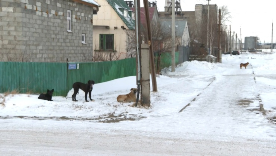 Участились случаи нападения собак на людей в Кокшетау