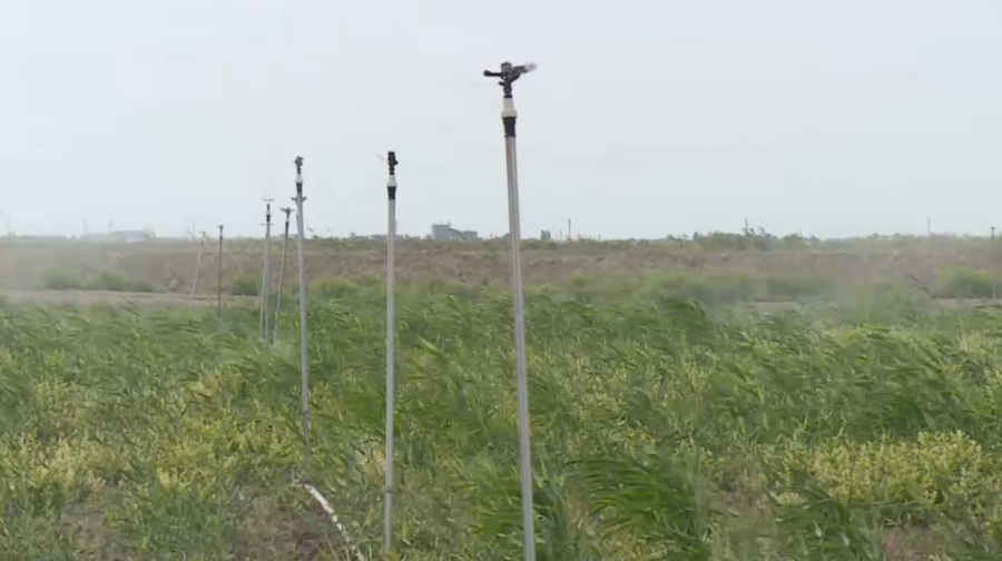 Ғалымдар күріш алқабын азайтуды ұсынды