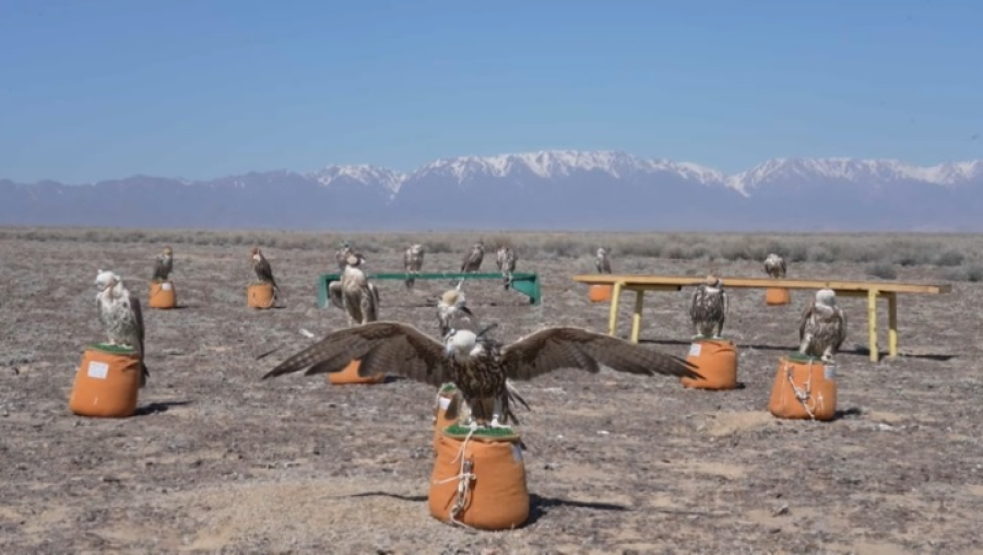 В нацпарк «Алтын-Эмель» доставили 34 сапсана из Саудовской Аравии